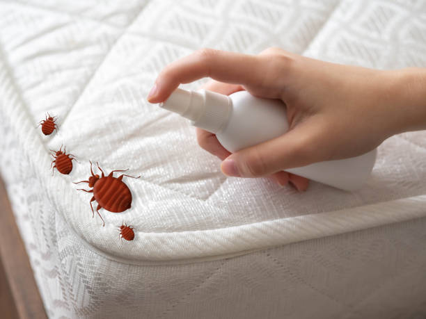 Best Affordable Pest Control Services  in Moorefield, WV