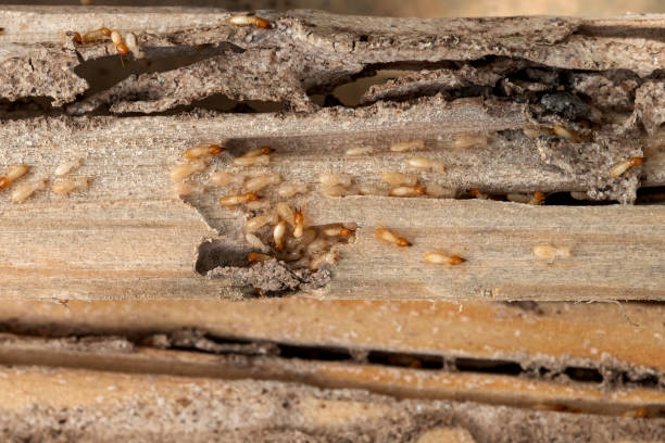 Best Termite Control Services  in Moorefield, WV